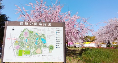2022鶴舞公園さくら5.JPG