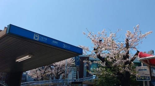 2022鶴舞駅のさくら.JPG