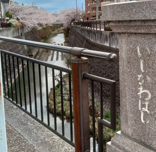 石川橋さくら1.JPG