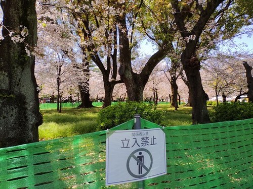 R2022鶴舞公園さくら2.jpg